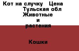 Кот на случку › Цена ­ 1 000 - Тульская обл. Животные и растения » Кошки   . Тульская обл.